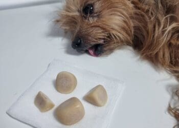 Crikvenički veterinari šokirani: Pogledajte što je maleni pas nosio u mjehuru!