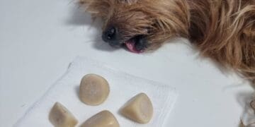 Crikvenički veterinari šokirani: Pogledajte što je maleni pas nosio u mjehuru!