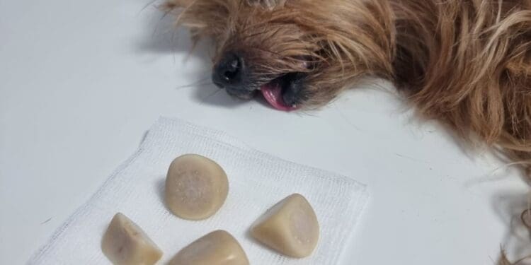 Crikvenički veterinari šokirani: Pogledajte što je maleni pas nosio u mjehuru!