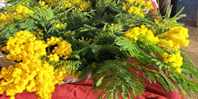 Crikvenica u borbi protiv raka vrata maternice: U subotu najavljena humanitarna prodaja mimoza