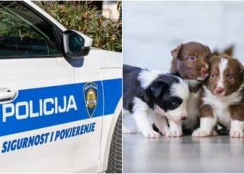 26-godišnjakinja u Crikvenici oglasila prodaju štenaca, uzela novce i nestala bez traga