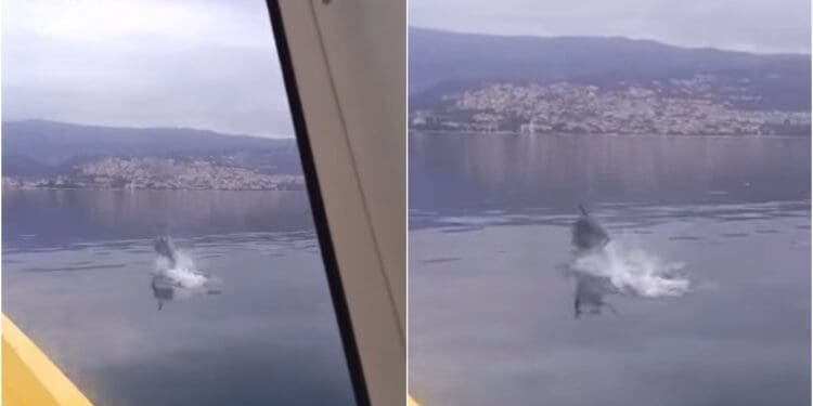 Prekrasan prizor: Dupin snimljen na potezu između Crikvenice i Šila