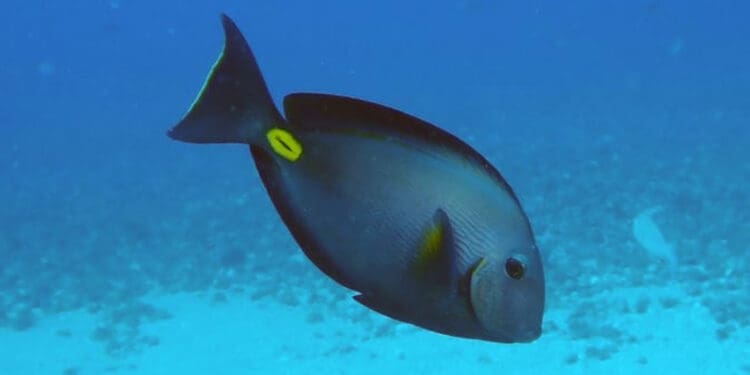 Jeste li vidjeli ribu kirurga? Pomozite u potrazi na širem riječkom akvatoriju!