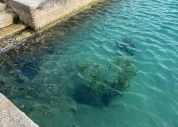 Ne prestaje vandalizam na gradskom plivalištu