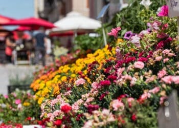 Bribir ovog petka u znaku cvijeća: stiže prodaja sadnica u centru