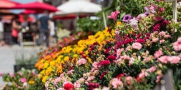 Bribir ovog petka u znaku cvijeća: stiže prodaja sadnica u centru