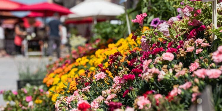 Bribir ovog petka u znaku cvijeća: stiže prodaja sadnica u centru