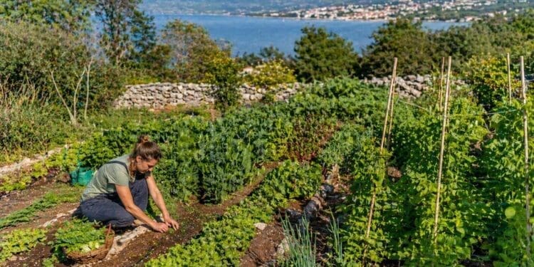 Dođite u Bribir na zadnje predavanje iz ciklusa “Uzgoj povrća kao motivirajuće bio vrtlarstvo”