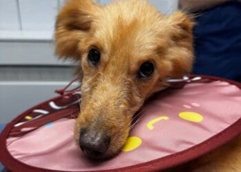 Crikvenica zbrinula posljednjeg psa spašenog iz horora na Učki! Veterinari: “Njegov pogled nam je slomio srce”