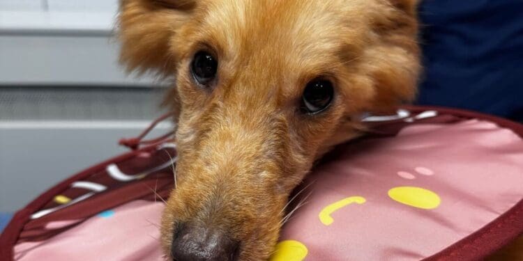 Crikvenica zbrinula posljednjeg psa spašenog iz horora na Učki! Veterinari: “Njegov pogled nam je slomio srce”