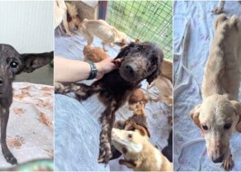 Nakon strašnog slučaja kod Rijeke i veterinari iz Crikvenice uključili se u spašavanje 47 pasa: ‘Pomozite nam, ovo je horor!’
