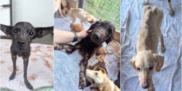 Nakon strašnog slučaja kod Rijeke i veterinari iz Crikvenice uključili se u spašavanje 47 pasa: ‘Pomozite nam, ovo je horor!’