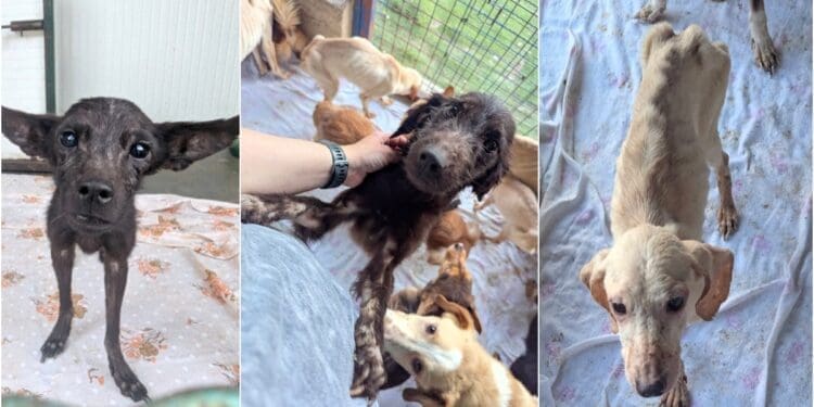 Nakon strašnog slučaja kod Rijeke i veterinari iz Crikvenice uključili se u spašavanje 47 pasa: ‘Pomozite nam, ovo je horor!’