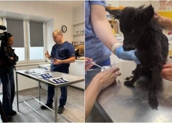 Crikvenički veterinari pomagali spašenim životinjama iz kuće strave: U četvrtak gostuju u reportaži na ‘Provjerenom’!