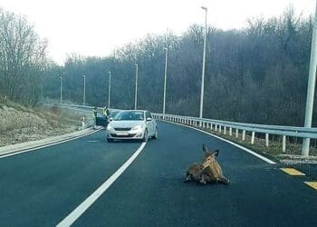 U okolici Crikvenice i diljem županije sve više sudara vozila s divljači i domaćim životinjama, policija poslala upozorenje