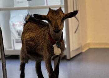 Pacijent kakav se ne viđa često: Koza Saša osvojila veterinare u Crikvenici i bez straha obišla cijelu ambulantu