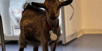 Pacijent kakav se ne viđa često: Koza Saša osvojila veterinare u Crikvenici i bez straha obišla cijelu ambulantu