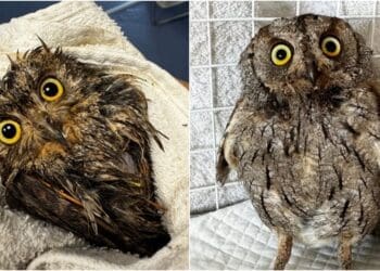 Divna priča iz Crikvenice! Školarci spasili malog ćuka nakon nevremena, veterinari: ‘Hvala malim pomagačima!’