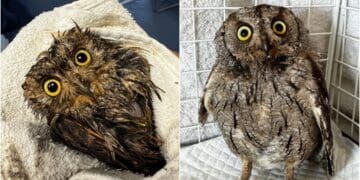 Divna priča iz Crikvenice! Školarci spasili malog ćuka nakon nevremena, veterinari: ‘Hvala malim pomagačima!’