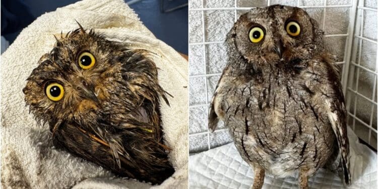 Divna priča iz Crikvenice! Školarci spasili malog ćuka nakon nevremena, veterinari: ‘Hvala malim pomagačima!’