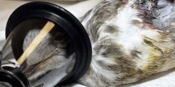 Nesvakidašnji pacijent u rukama crikveničkih veterinara: Galebu zbog teškog prijeloma amputirano krilo