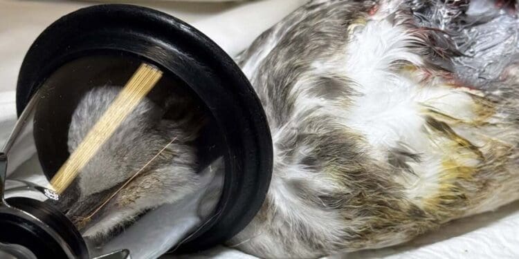 Nesvakidašnji pacijent u rukama crikveničkih veterinara: Galebu zbog teškog prijeloma amputirano krilo