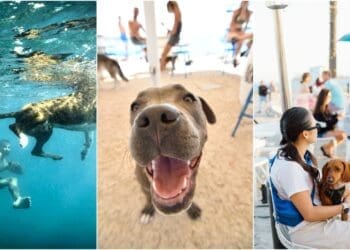 Puppy yoga, utrke i potraga za blagom: Na poznatoj psećoj plaži u Crikvenici sprema se poseban dan za četveronošce