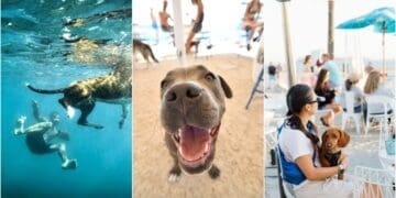 Puppy yoga, utrke i potraga za blagom: Na poznatoj psećoj plaži u Crikvenici sprema se poseban dan za četveronošce