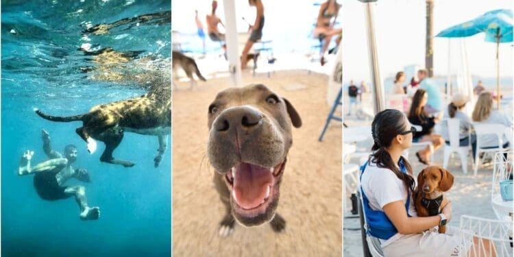 Puppy yoga, utrke i potraga za blagom: Na poznatoj psećoj plaži u Crikvenici sprema se poseban dan za četveronošce