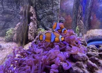 Zavirite u podvodni svijet Aquariuma Crikvenica: tri nova akvarija koja će posebno oduševiti djecu