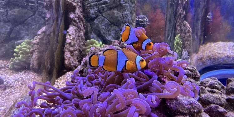 Zavirite u podvodni svijet Aquariuma Crikvenica: tri nova akvarija koja će posebno oduševiti djecu