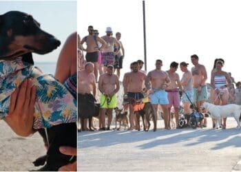 Na startu su psi i njihovi ljudi: Monty’s Dog Beach priprema jubilarni Underdog Marathon