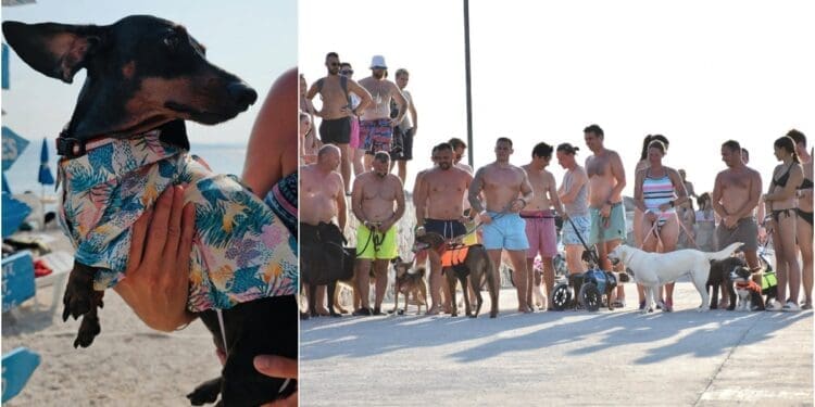 Na startu su psi i njihovi ljudi: Monty’s Dog Beach priprema jubilarni Underdog Marathon