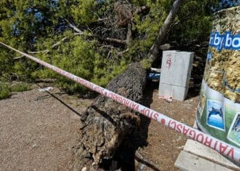 Drvo palo na kupače na plaži u Crikvenici, osobe lakše ozlijeđene