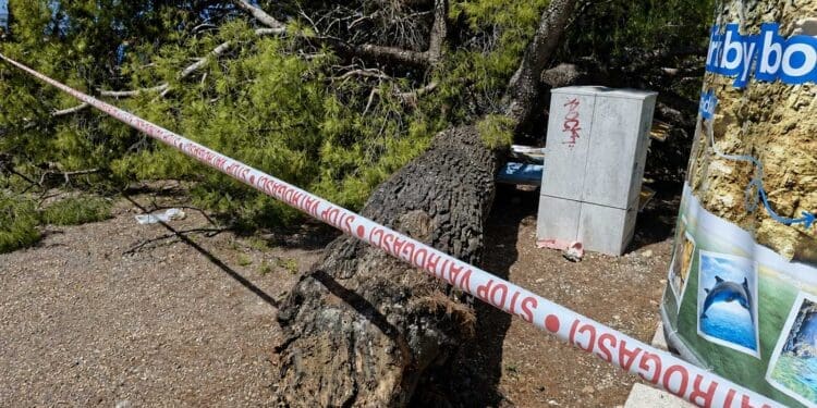 Drvo palo na kupače na plaži u Crikvenici, osobe lakše ozlijeđene