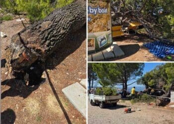 Priopćenje Eko-Murvice povodom pada stabla na plaži Balustrada