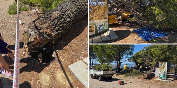 Priopćenje Eko-Murvice povodom pada stabla na plaži Balustrada