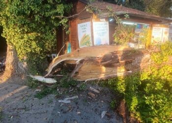 Ponovno palo stablo u Crikvenici: Na ulazu u Gradsku plažu srećom nitko nije ozlijeđen