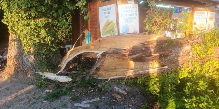 Ponovno palo stablo u Crikvenici: Na ulazu u Gradsku plažu srećom nitko nije ozlijeđen