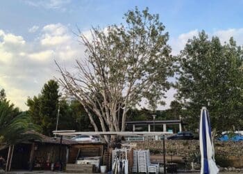 Uklonjeno suho stablo na plaži Omorika