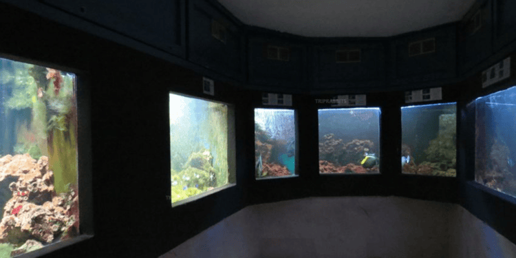 Jeftinije ulaznice u Aquarium Crikvenica: Snižena cijena za odrasle