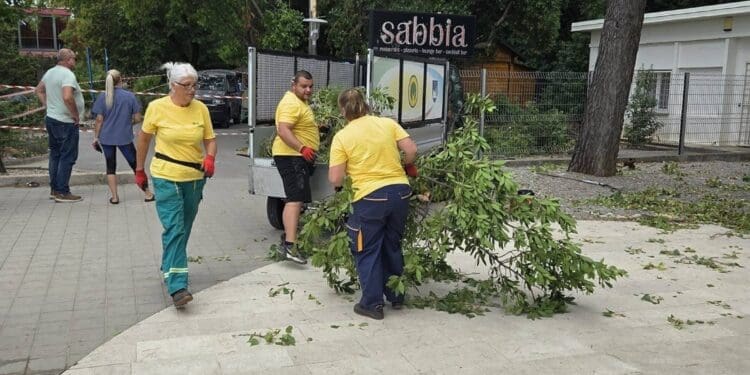Sanacija slomljenog stabla na glavnoj gradskoj plaži u Crikvenici