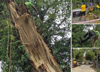 Nakon loma krošnje na glavnoj Gradskoj plaži u Crikvenici uklonjeni dodatno opasni dijelovi stabla