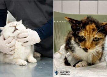 Veterinari iz Crikvenice upozoravaju na opasnu bolest mačaka: Sve češće se susreću s teškim slučajevima