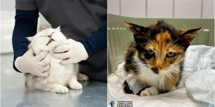 Veterinari iz Crikvenice upozoravaju na opasnu bolest mačaka: Sve češće se susreću s teškim slučajevima