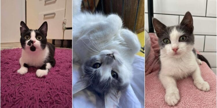 U Crikvenici sve više napuštenih maca nakon sezone: Udruga Sretna šapa uputila dirljiv apel građanima