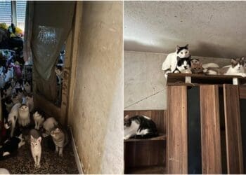 Horor u Rijeci! U stanu od 47 kvadrata pronađeno oko 70 mačaka, intervenirali i crikvenički veterinari
