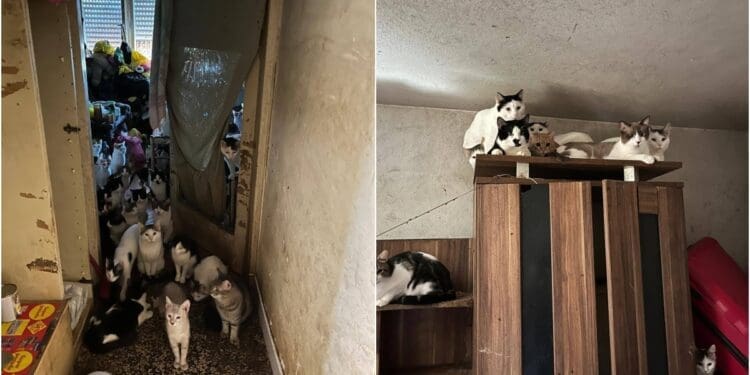 Horor u Rijeci! U stanu od 47 kvadrata pronađeno oko 70 mačaka, intervenirali i crikvenički veterinari