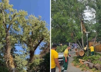 OBAVIJEST | Počinje rušenje prve topole na ulazu u Glavnu gradsku plažu u Crikvenici