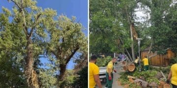 OBAVIJEST | Počinje rušenje prve topole na ulazu u Glavnu gradsku plažu u Crikvenici